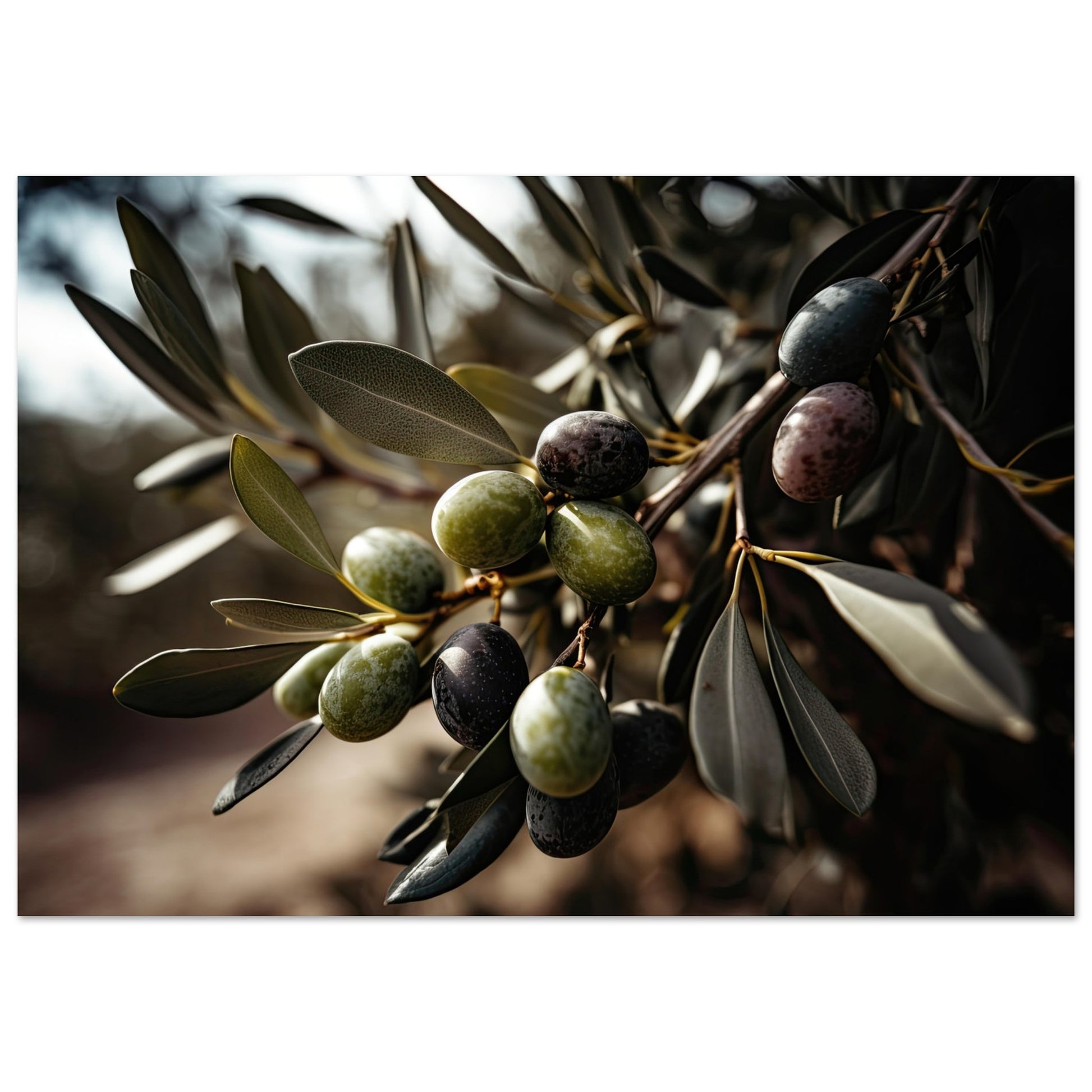 Olive Gefällig?, Aluminiumdruck - Stiers Beste
