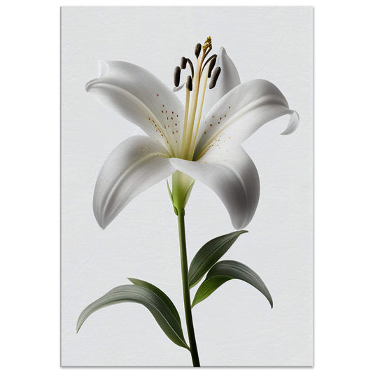 Orchidee - Stiersbeste