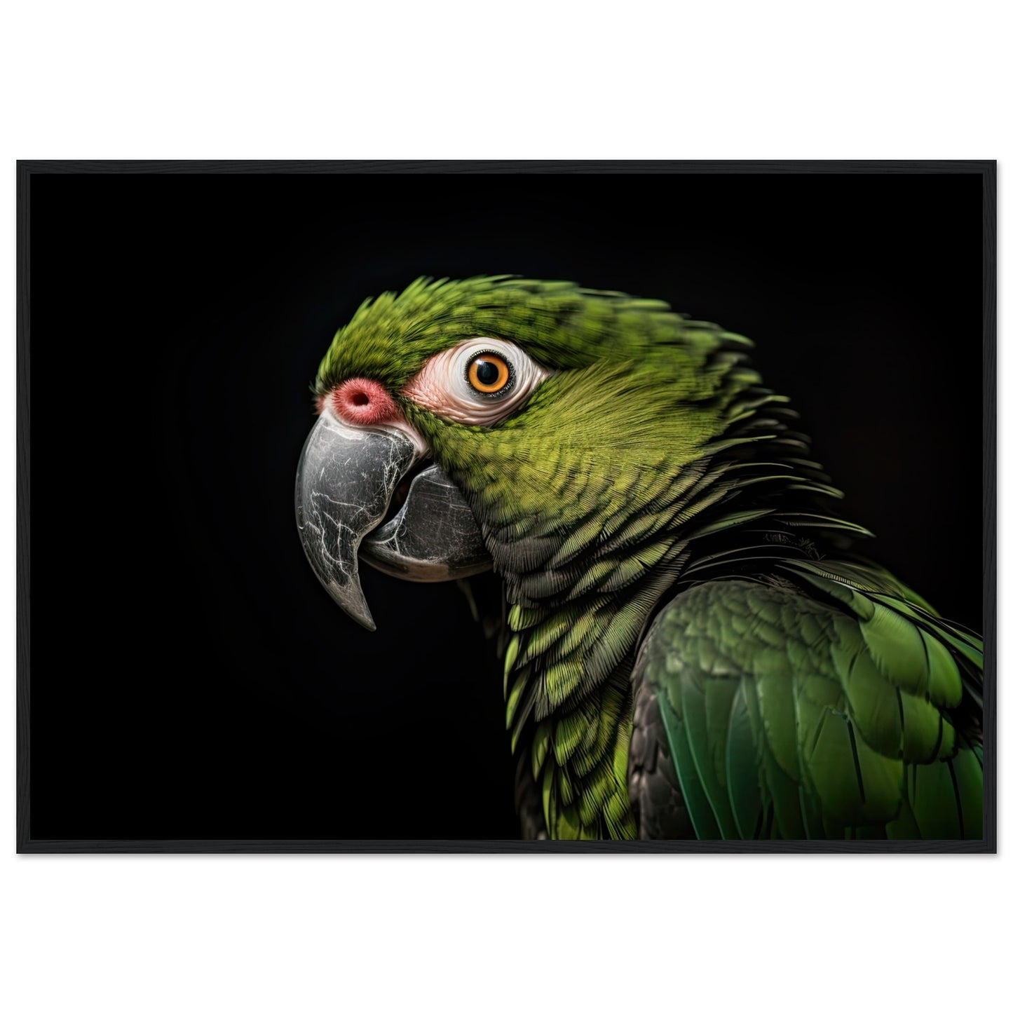 Papagei im Studio, Poster mit Holzrahmen - Stiersbeste