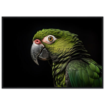 Papagei im Studio, Poster mit Holzrahmen - Stiersbeste