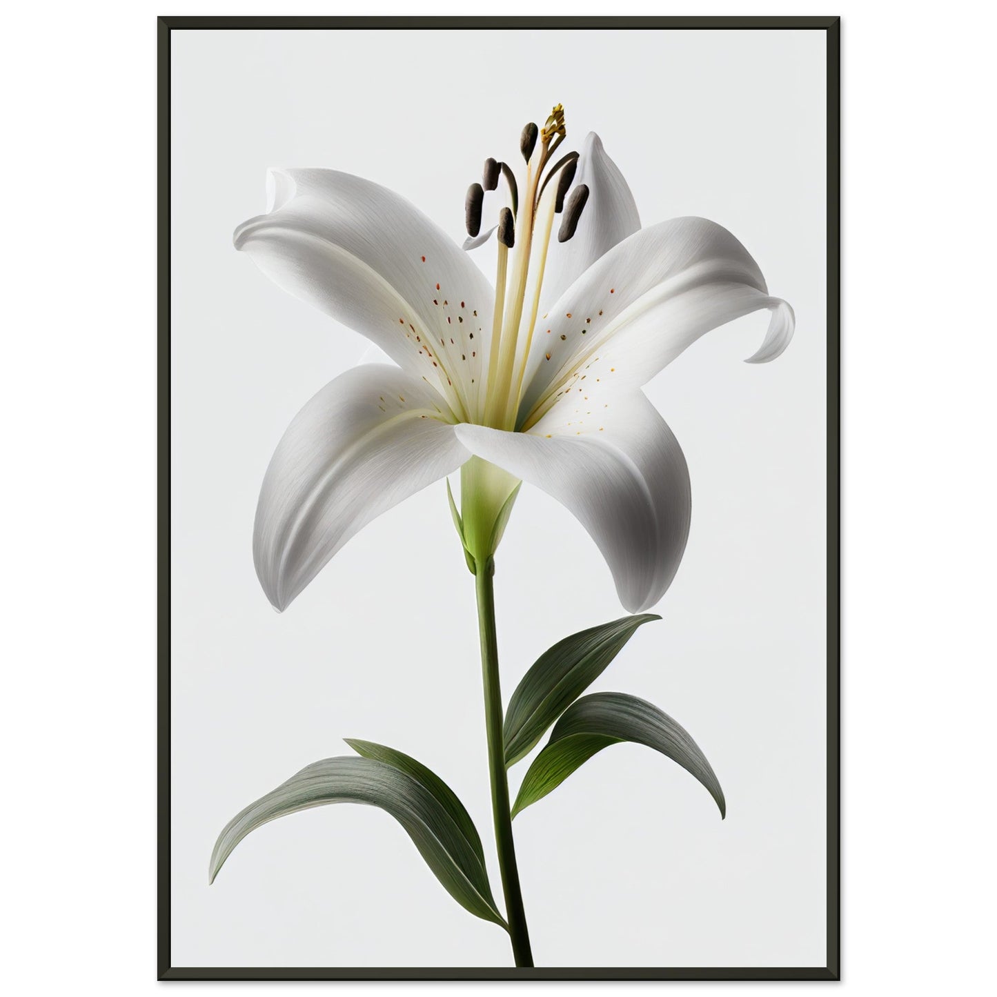 Orchidee - Stiersbeste