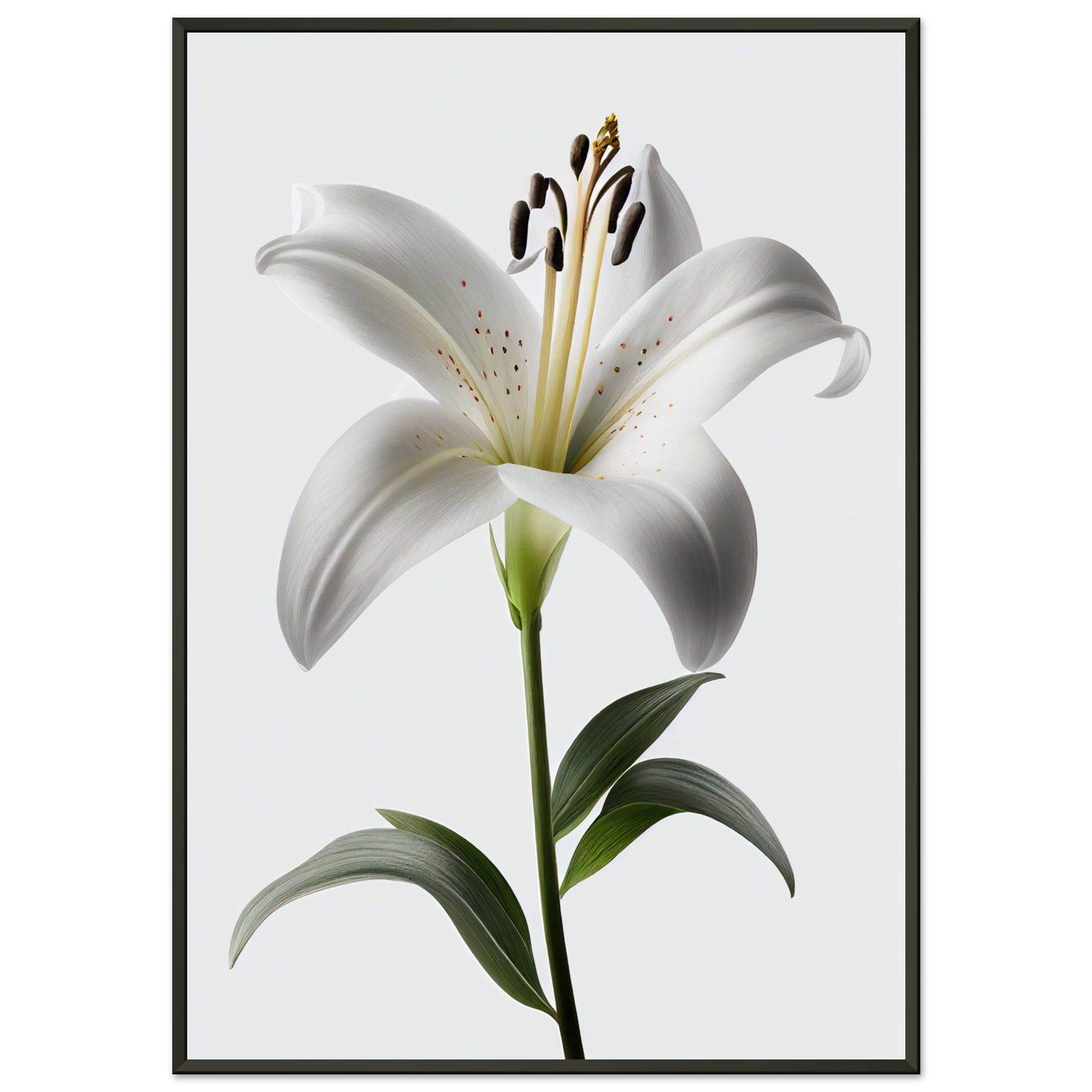Orchidee - Stiersbeste