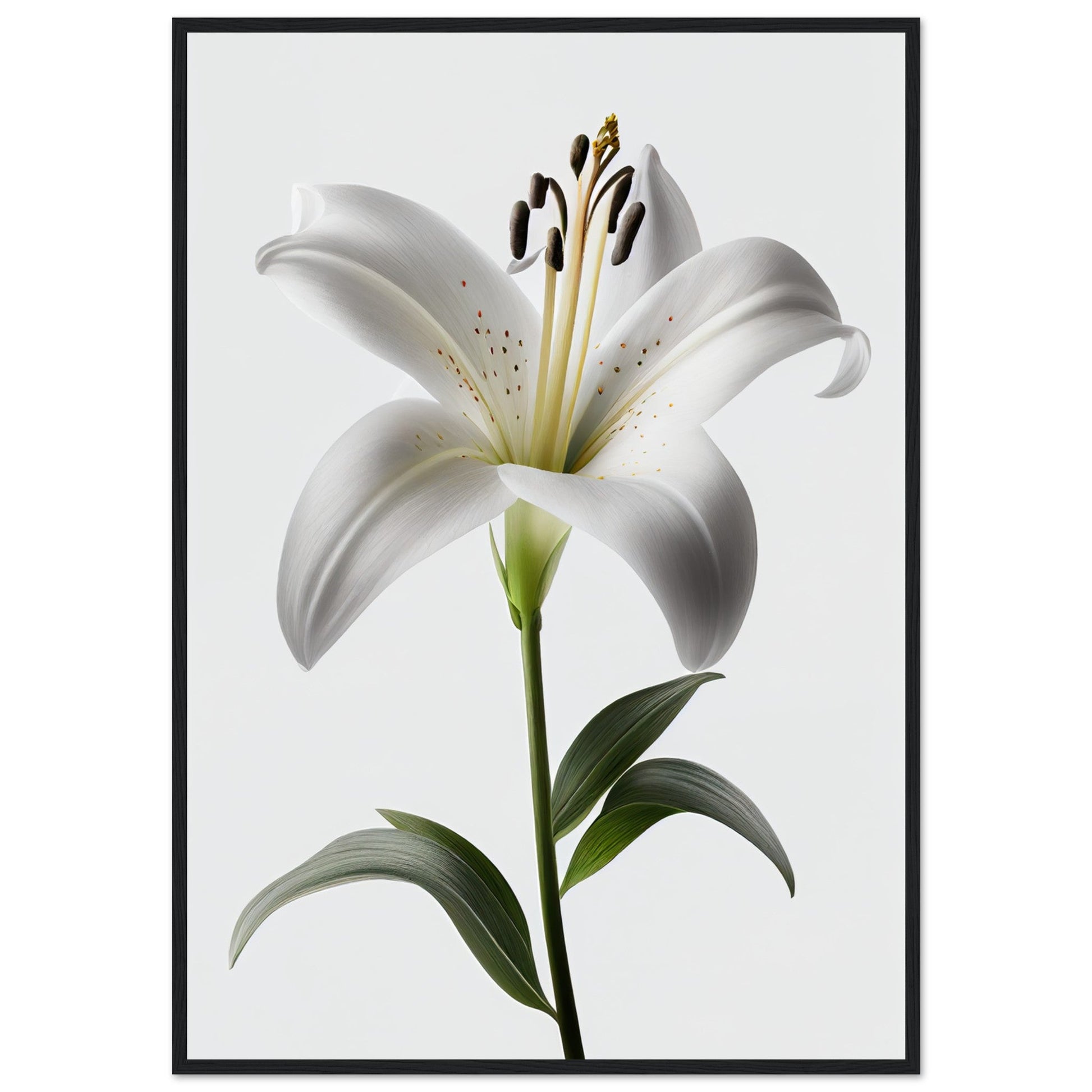 Orchidee - Stiersbeste