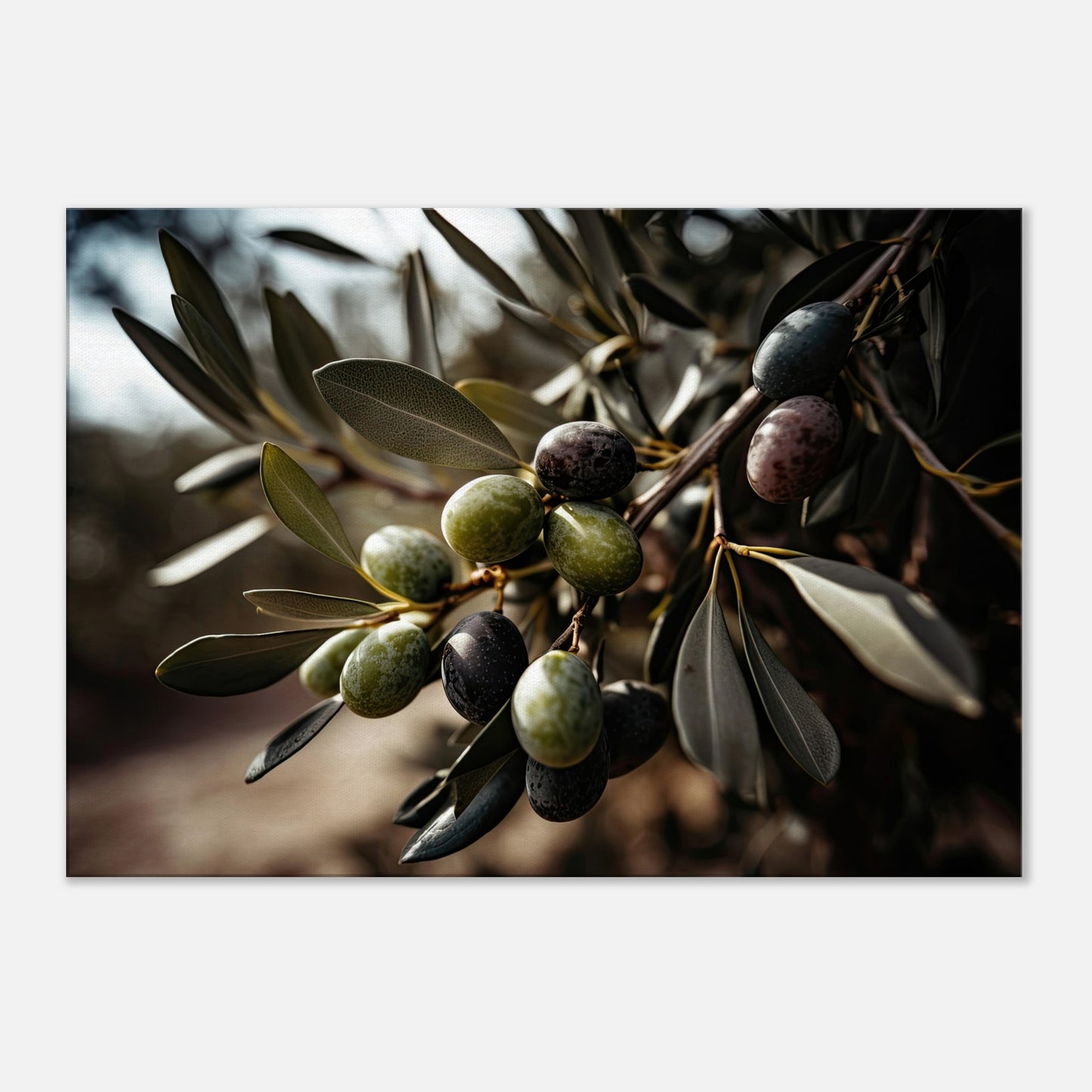 Olive Gefällig?, Leinwanddruck - Stiers Beste