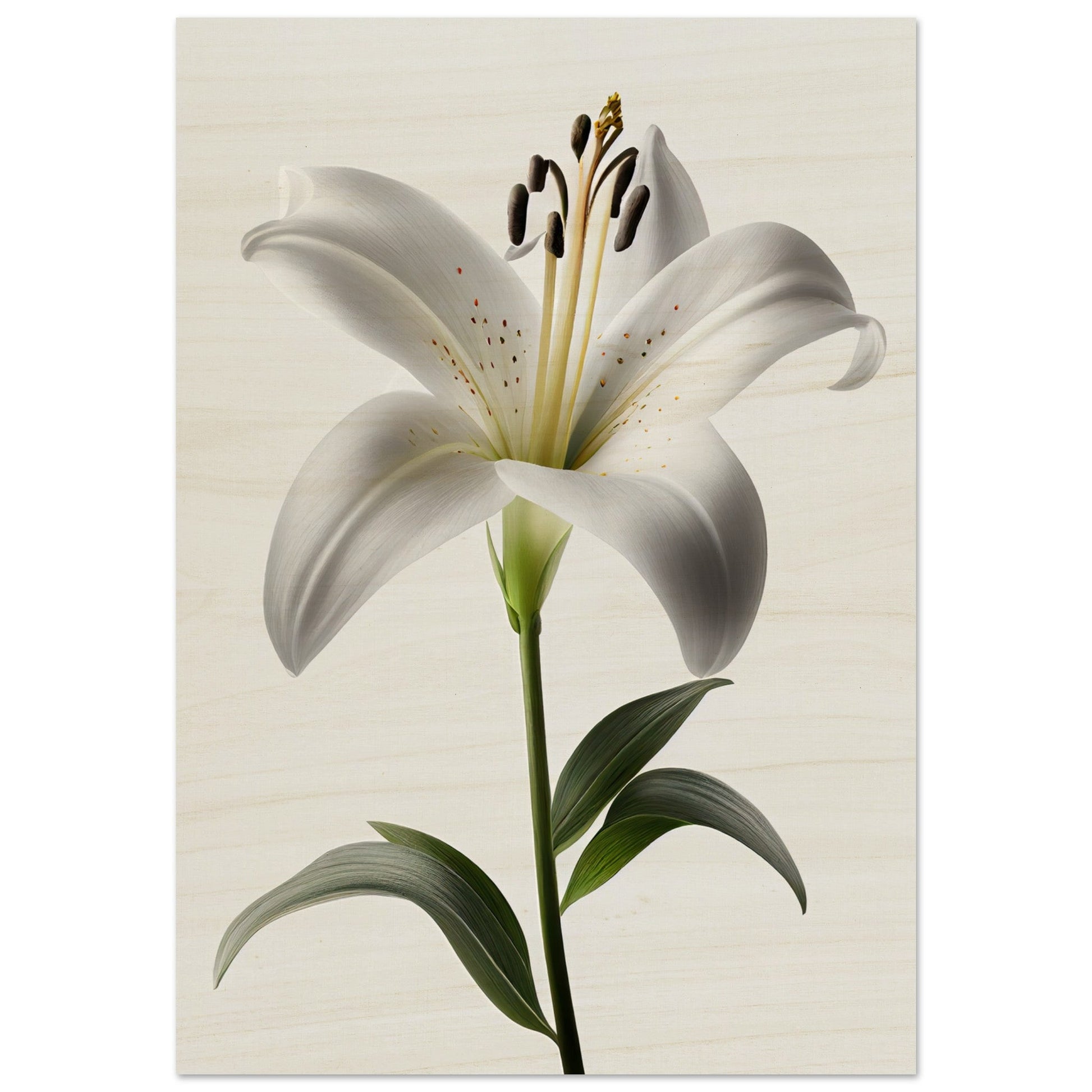 Orchidee - Stiersbeste