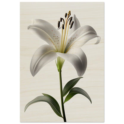 Orchidee - Stiersbeste