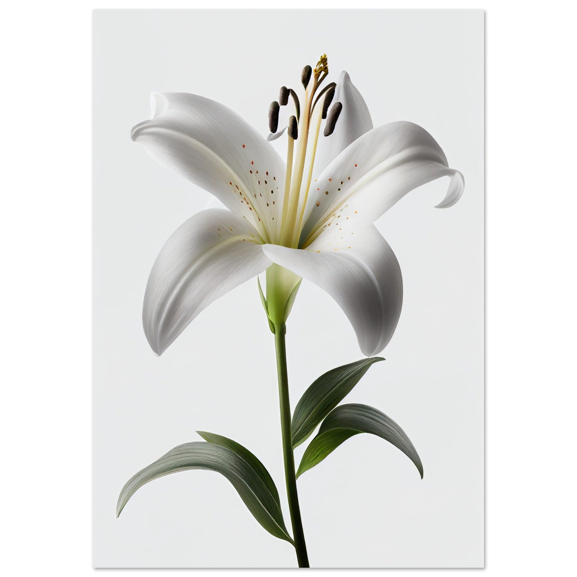 Orchidee - Stiersbeste