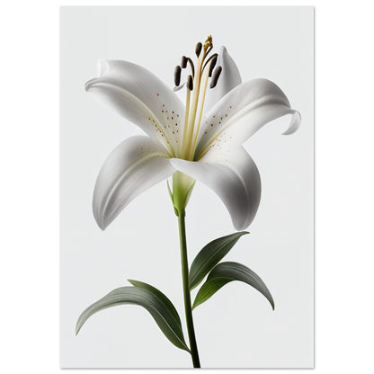 Orchidee - Stiersbeste